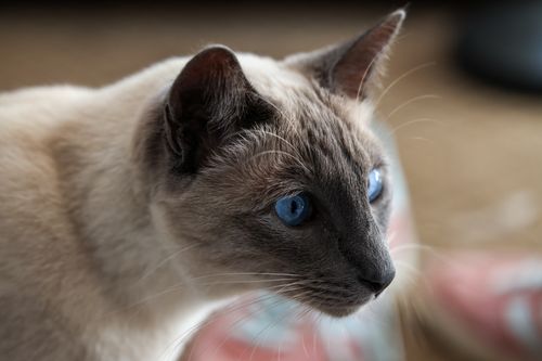 Free Siamese cat with striking blue eyes in close-up shot, highlighting its fur texture. Stock Photo