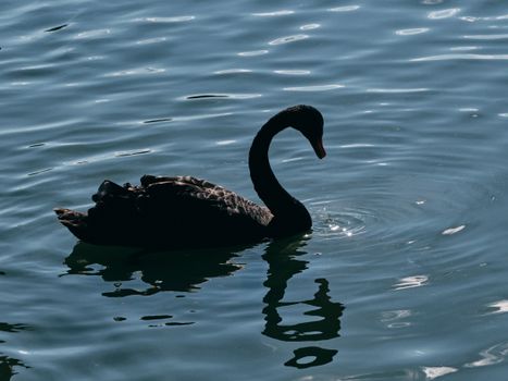 A solitary black swan gliding gracefully on a tranquil lake under sunlight.