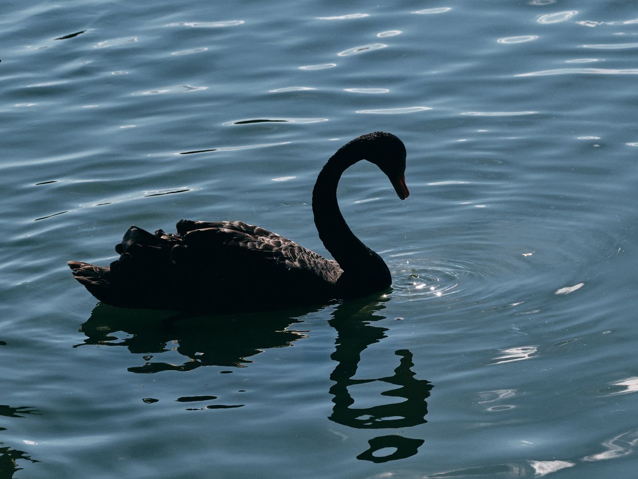 a solitary black swan gliding gracefully on a tranquil lake under sunl