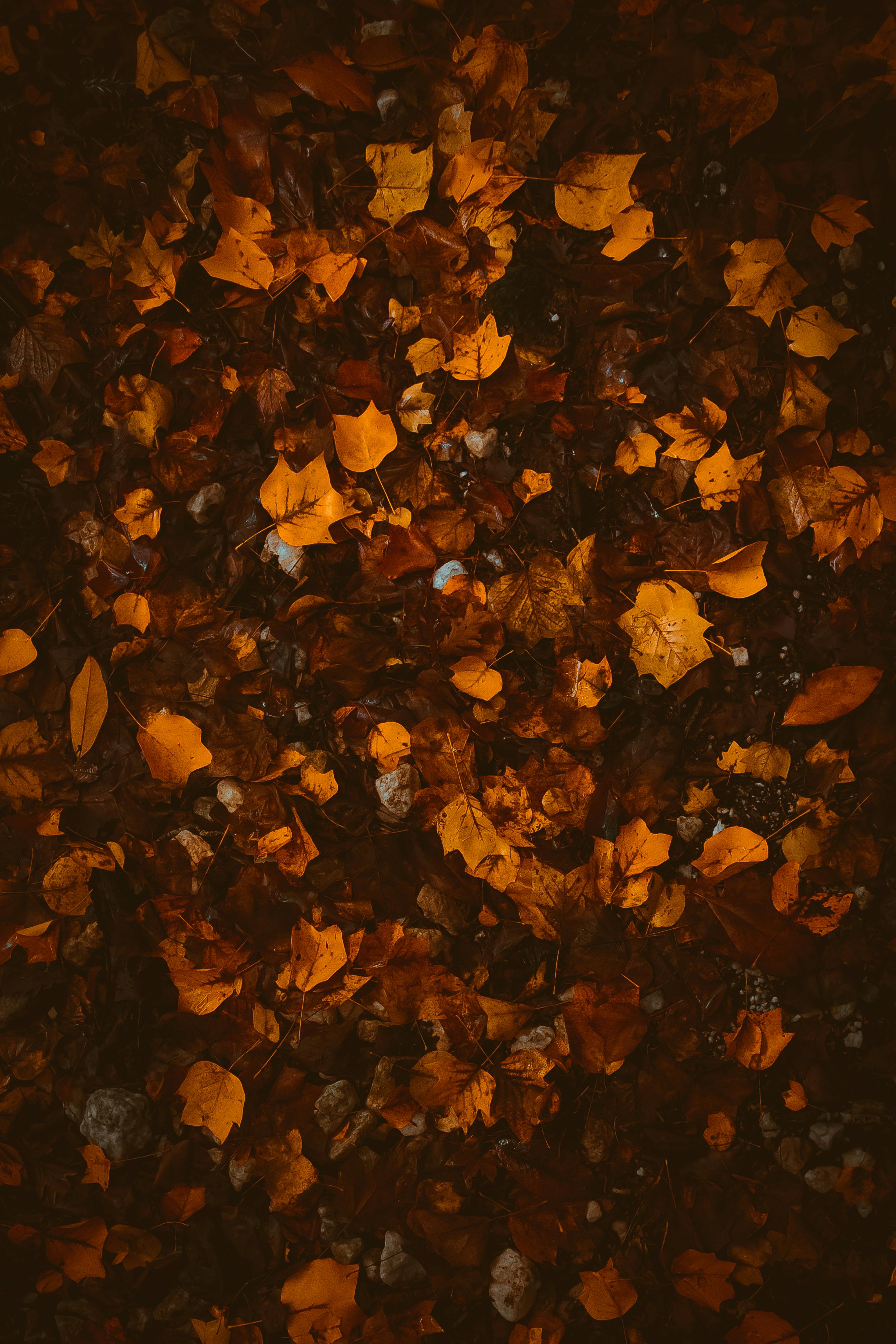 Autumn Leaves Background Photos, Download The BEST Free Autumn Leaves ...