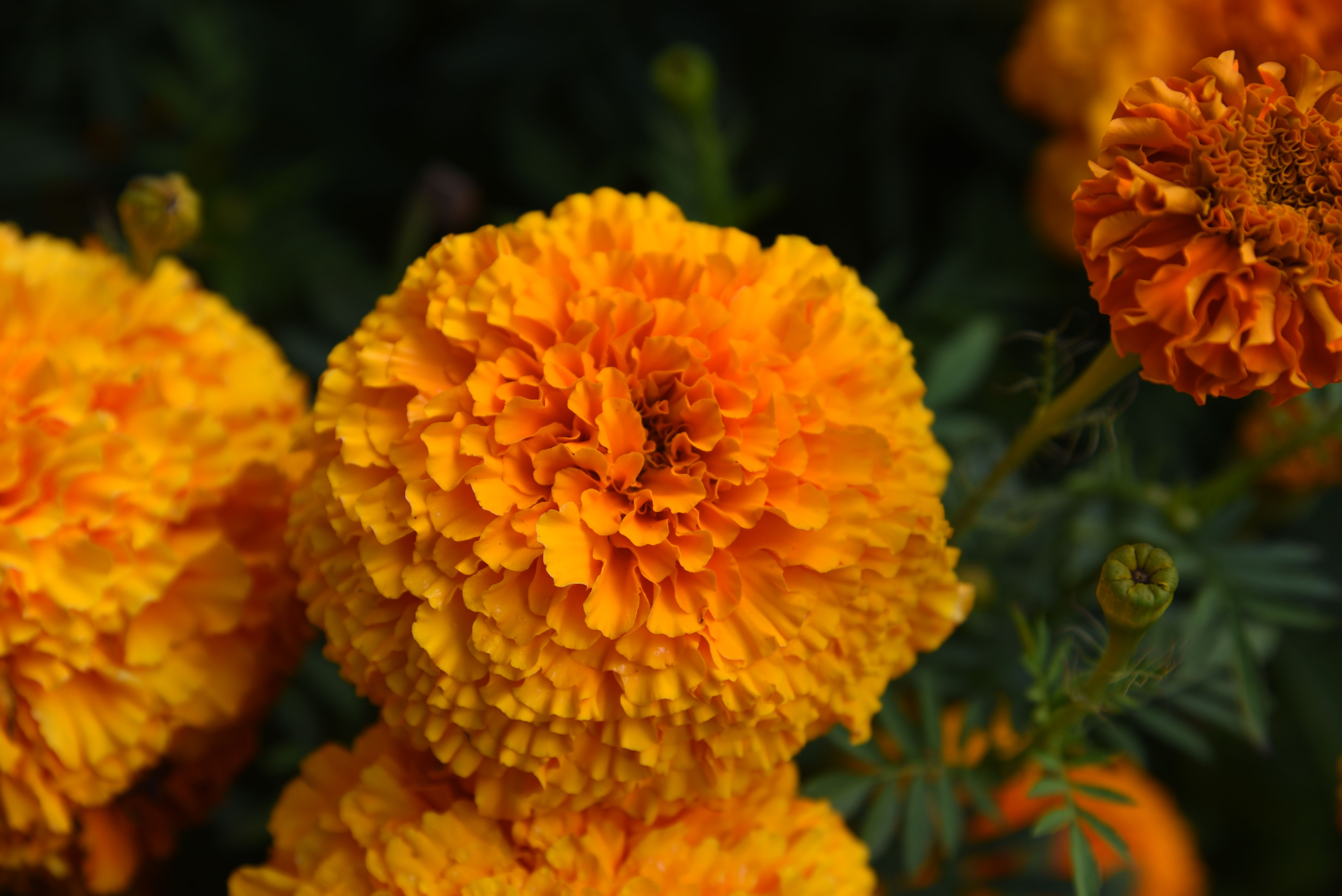 Detailed view of bright orange marigold flowers against a dark green backdrop.