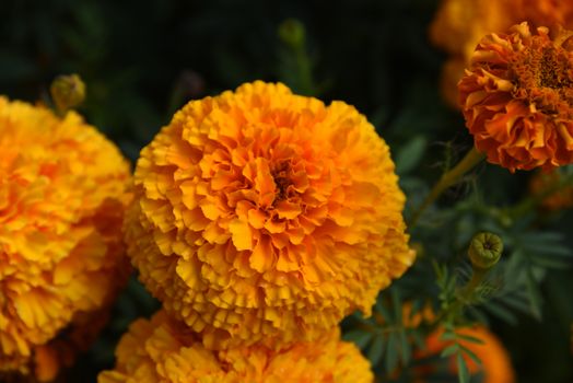 Detailed view of bright orange marigold flowers against a dark green backdrop.
