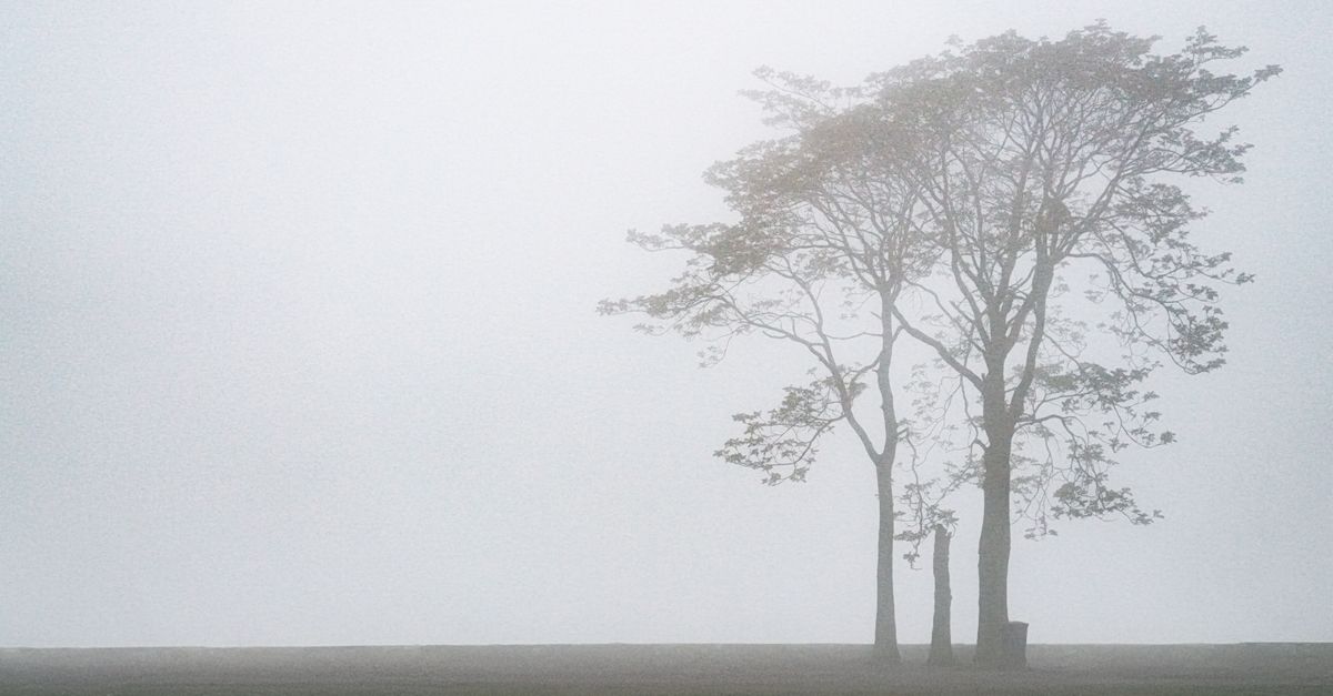 Ethereal fog envelops solitary trees in Stamford, Connecticut park, creating a serene scene.