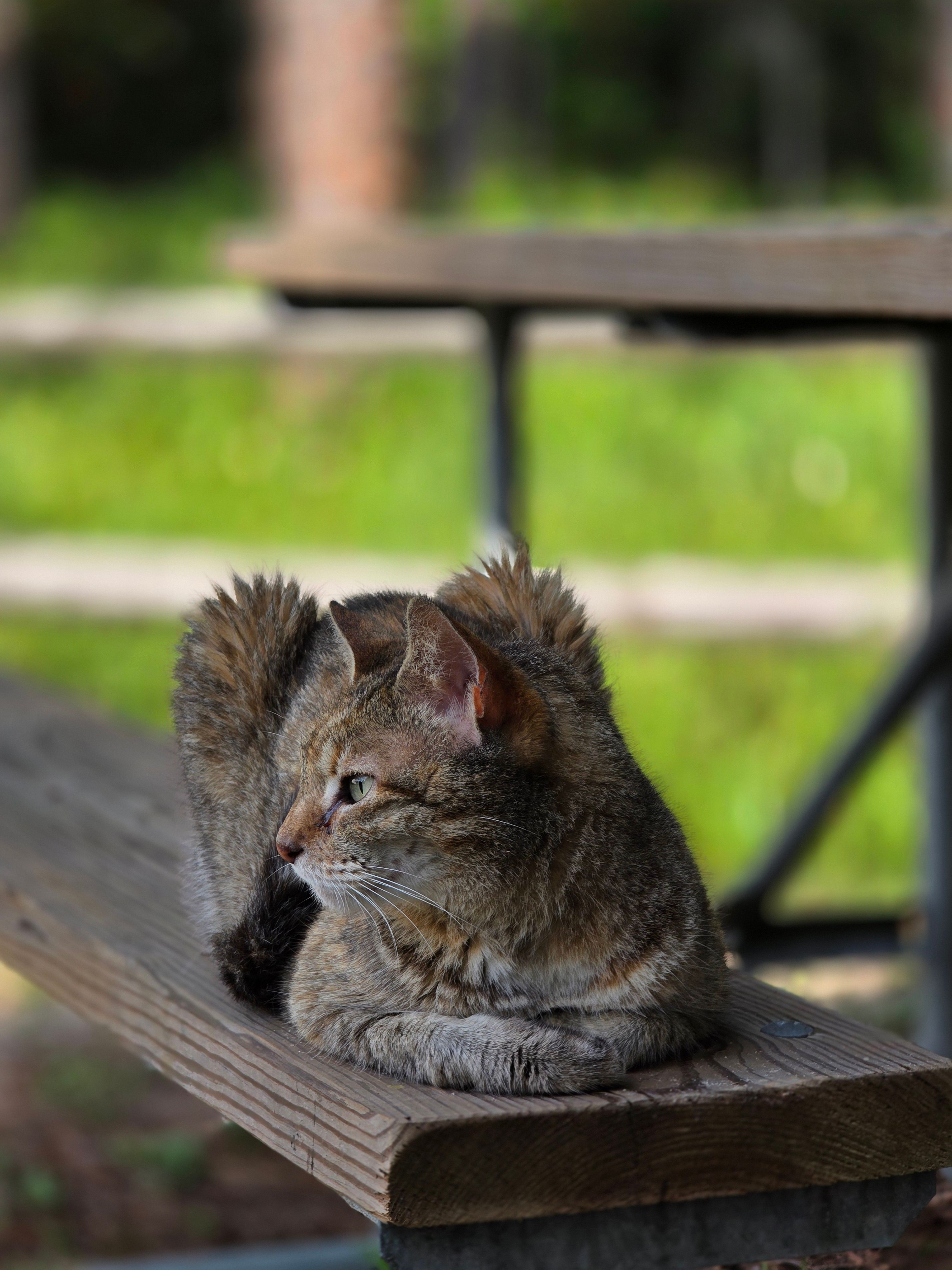 A tabby cat comfortably resting on a picnic table in a serene outdoor setting.