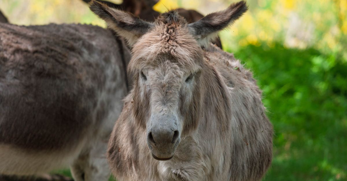 Spring Donkey Donkeys Grazing Under Blooming Trees in Spring · Free Stock Photo