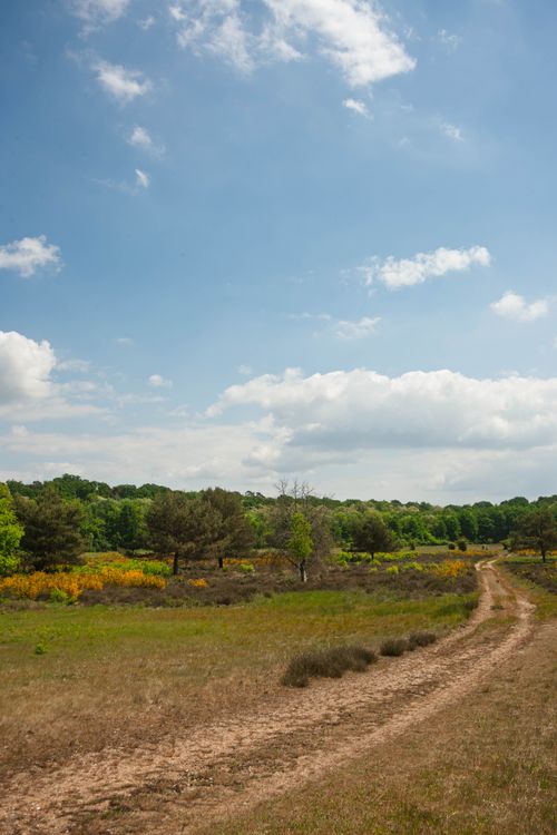 Free Tranquil meadow path with vibrant greenery and a clear blue sky, perfect for nature lovers. Stock Photo
