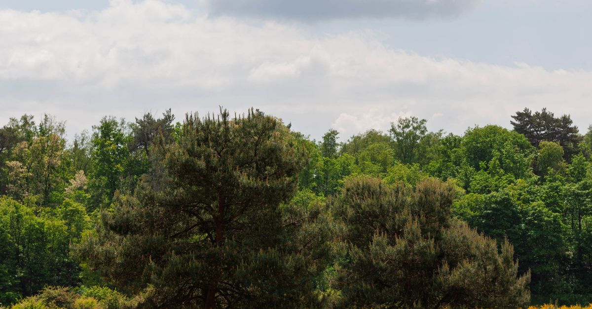 Remote Landscape Scenic View of Remote Nature Landscape with Trees · Free Stock Photo