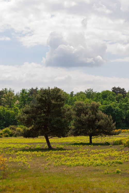 Remote Landscape Scenic View of Remote Nature Landscape with Trees · Free Stock Photo