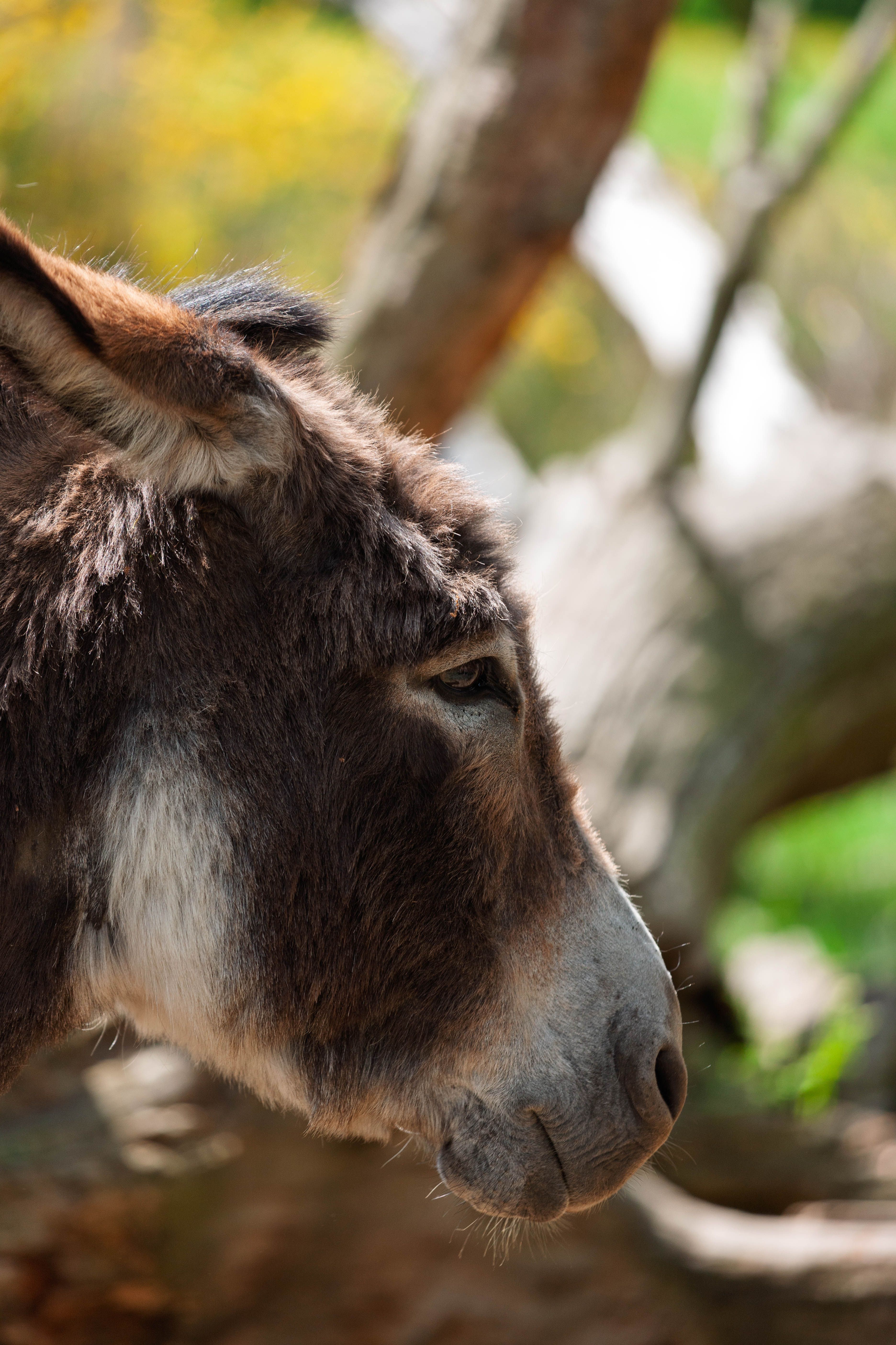 Close-up of a Donkey in a Natural Setting · Free Stock Photo