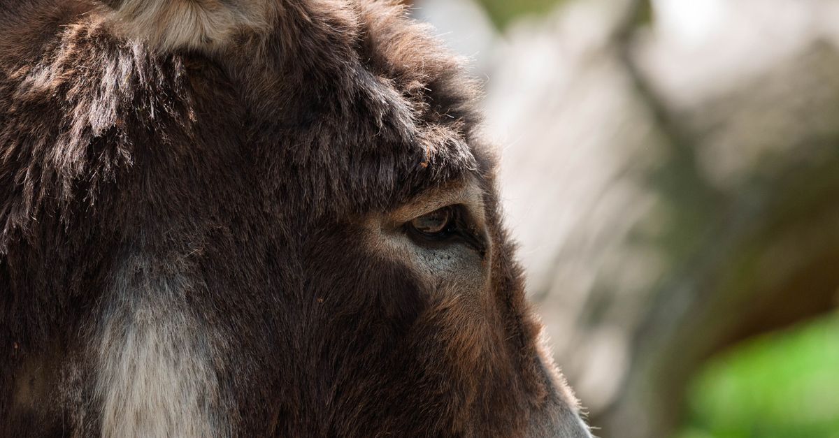 Donkey Setting Close-up of a Donkey in a Natural Setting · Free Stock Photo