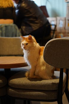 A relaxed Turkish Van cat sitting in a cozy İstanbul cafe.