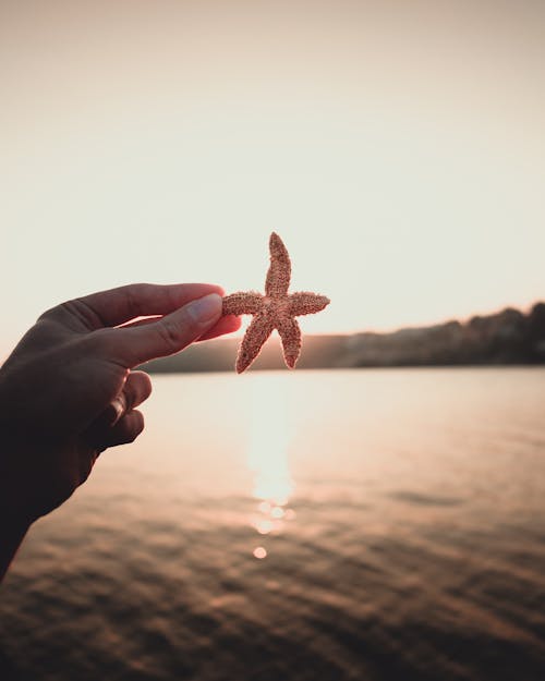 Free Shallow Focus Photo of Person Holding a Starfish Stock Photo