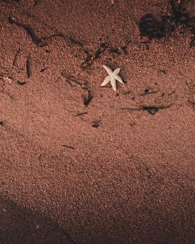 starfish photo