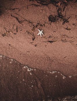 starfish photo