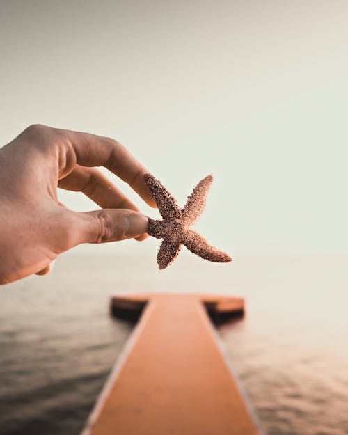 Photo of Person Holding a Small Starfish
