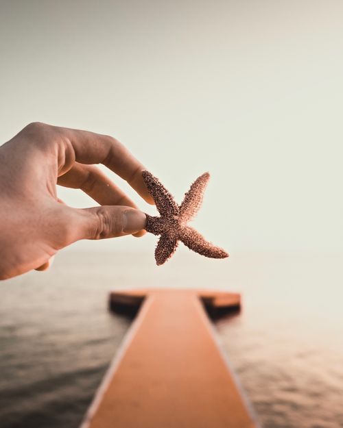Free A hand holding a starfish above a calm sea with a wooden pier in the background. Stock Photo