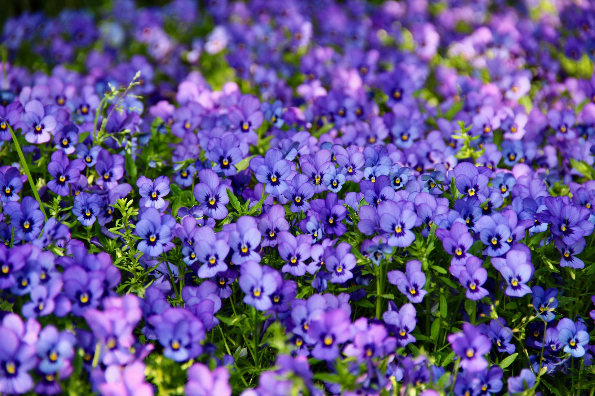 Bright purple viola flowers in full bloom, creating a stunning floral carpet outdoors.