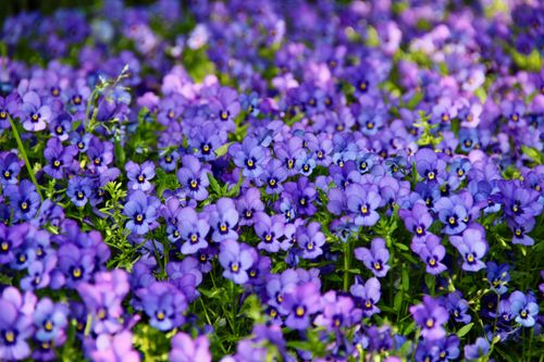 Free Bright purple viola flowers in full bloom, creating a stunning floral carpet outdoors. Stock Photo
