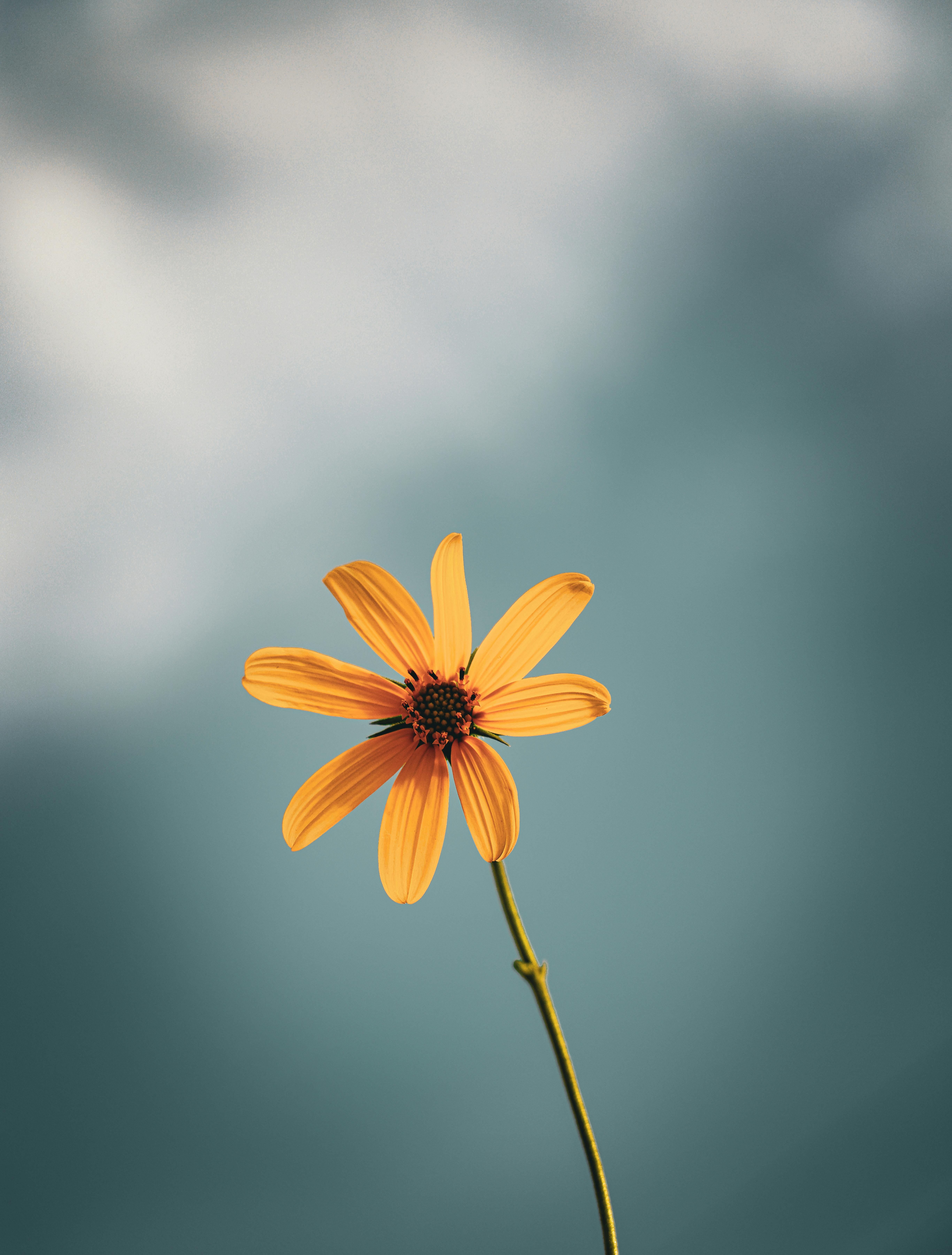 A lone yellow flower stands against a soft, dreamy blue background, captured with a Canon EOS R5.