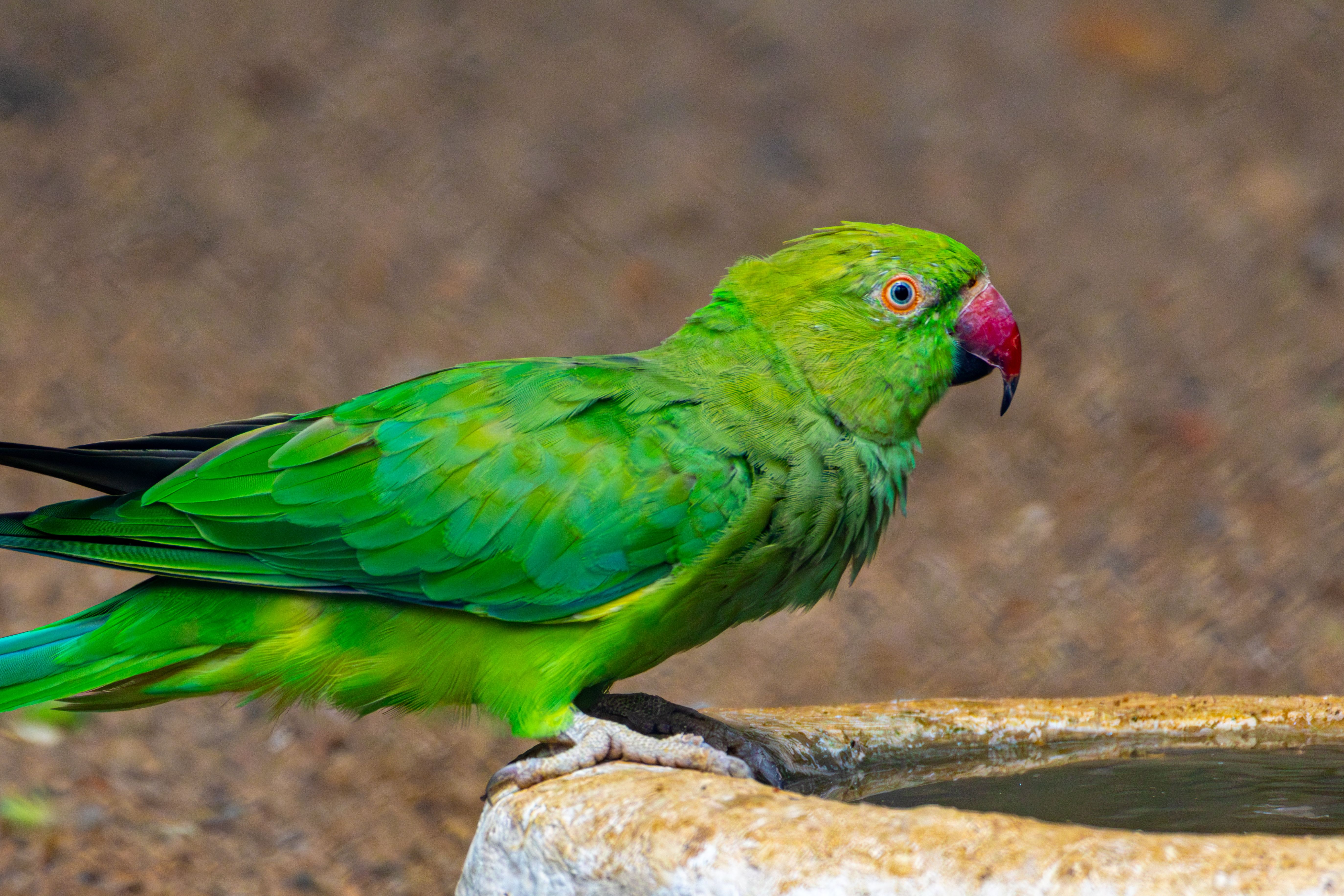 How Often Should a Pet Parrot See an Avian Veterinarian?