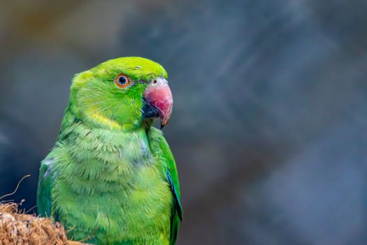 Close-up image of a vibrant green parakeet looking alert against a blurred background.