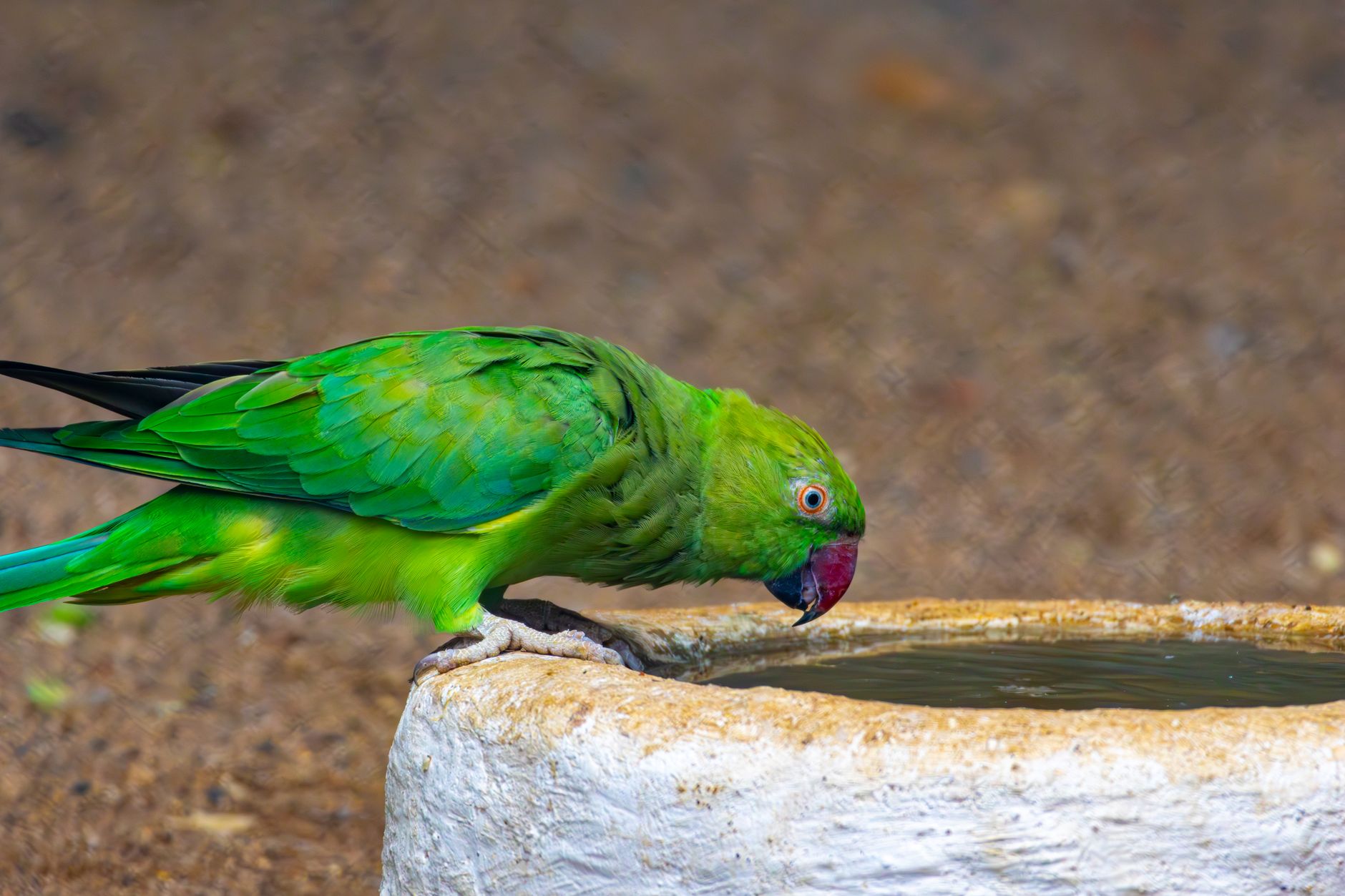 Automatic Bird Water Dispensers vs Bowls (2026) – Which Keeps Your Bird Hydrated Safely and Cleanly