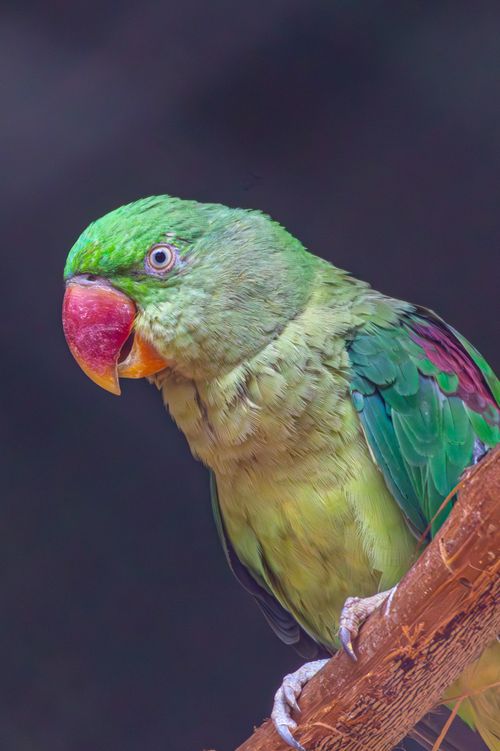Free Vibrant green parakeet with red beak on a branch, vivid close-up shot. Stock Photo