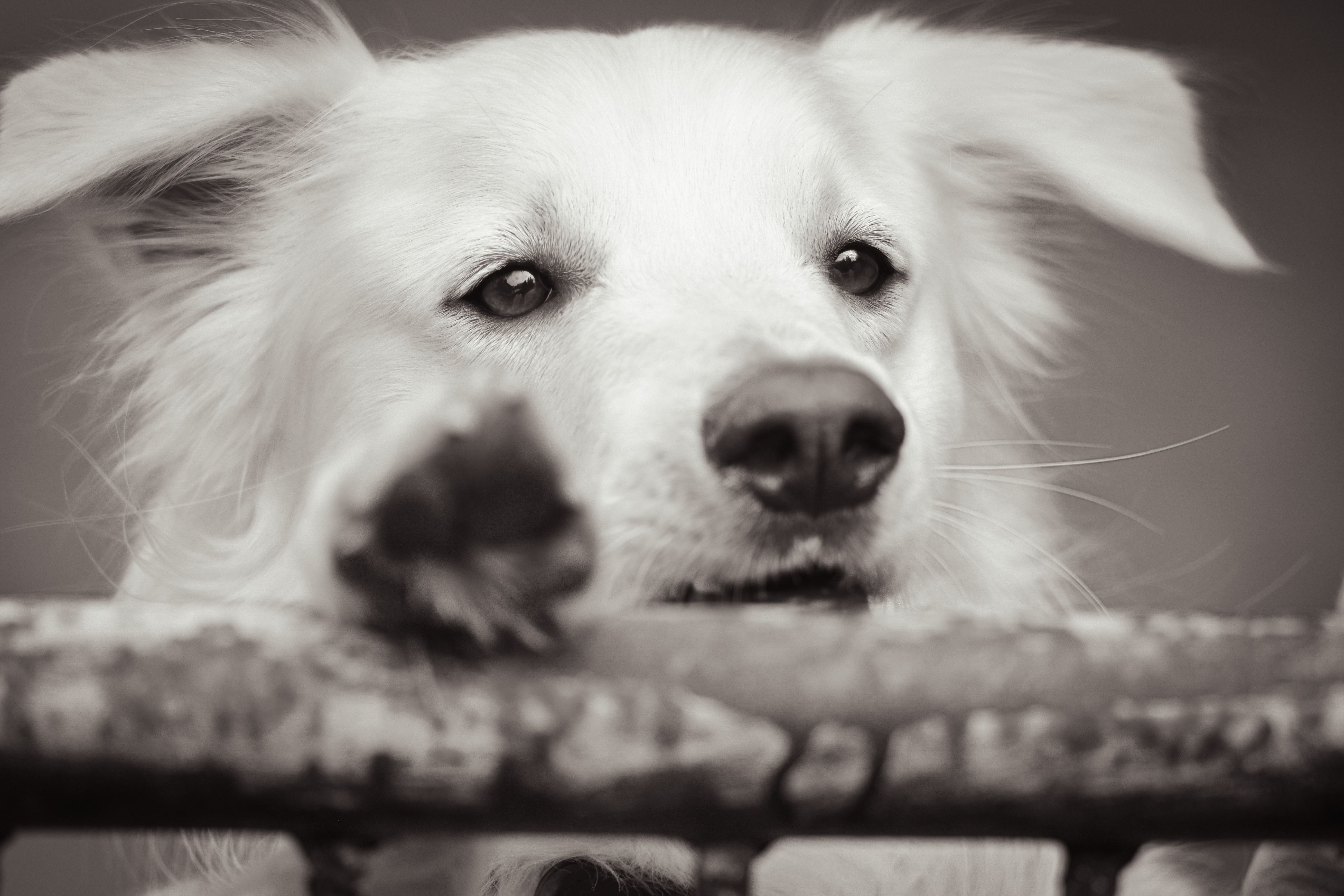 Veterinary care for a dog