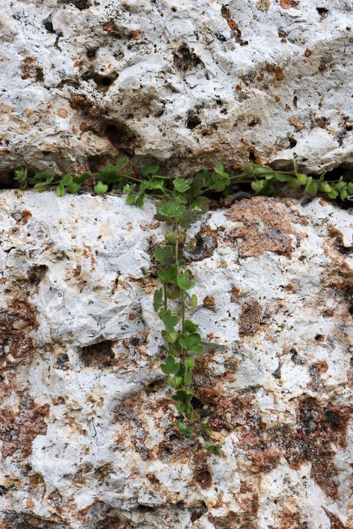 Free A small green plant maneuvers through a rough rocky crevice despite harsh conditions. Stock Photo