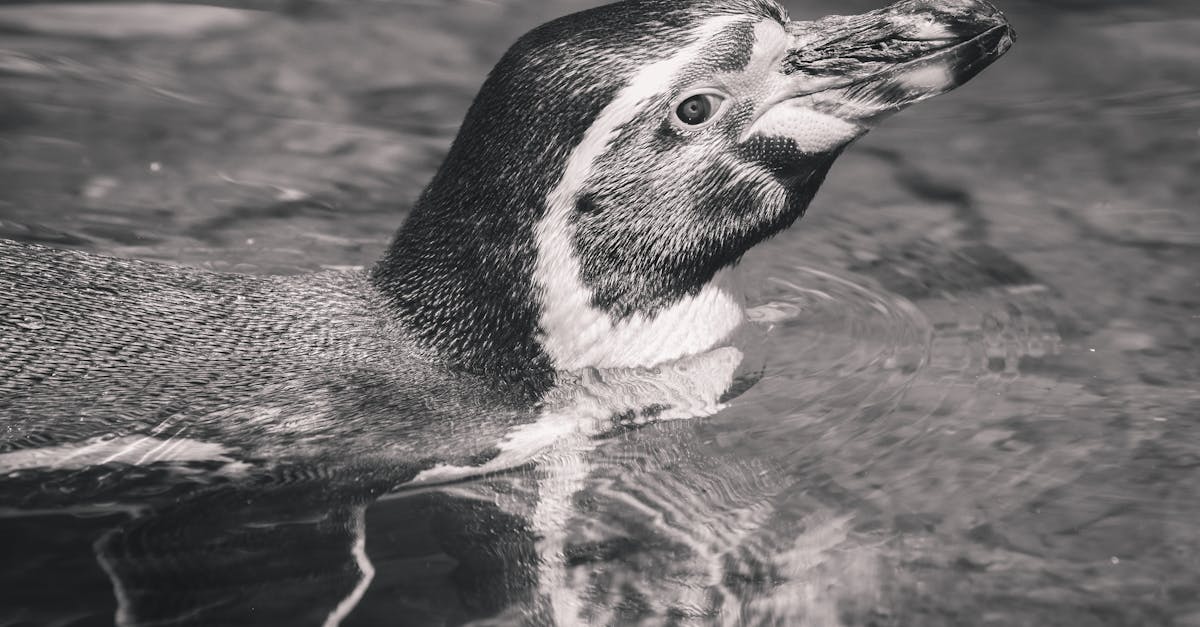 5 22國際生物多樣性日 台東富山保育區放流抱卵龍蝦守護海洋生態