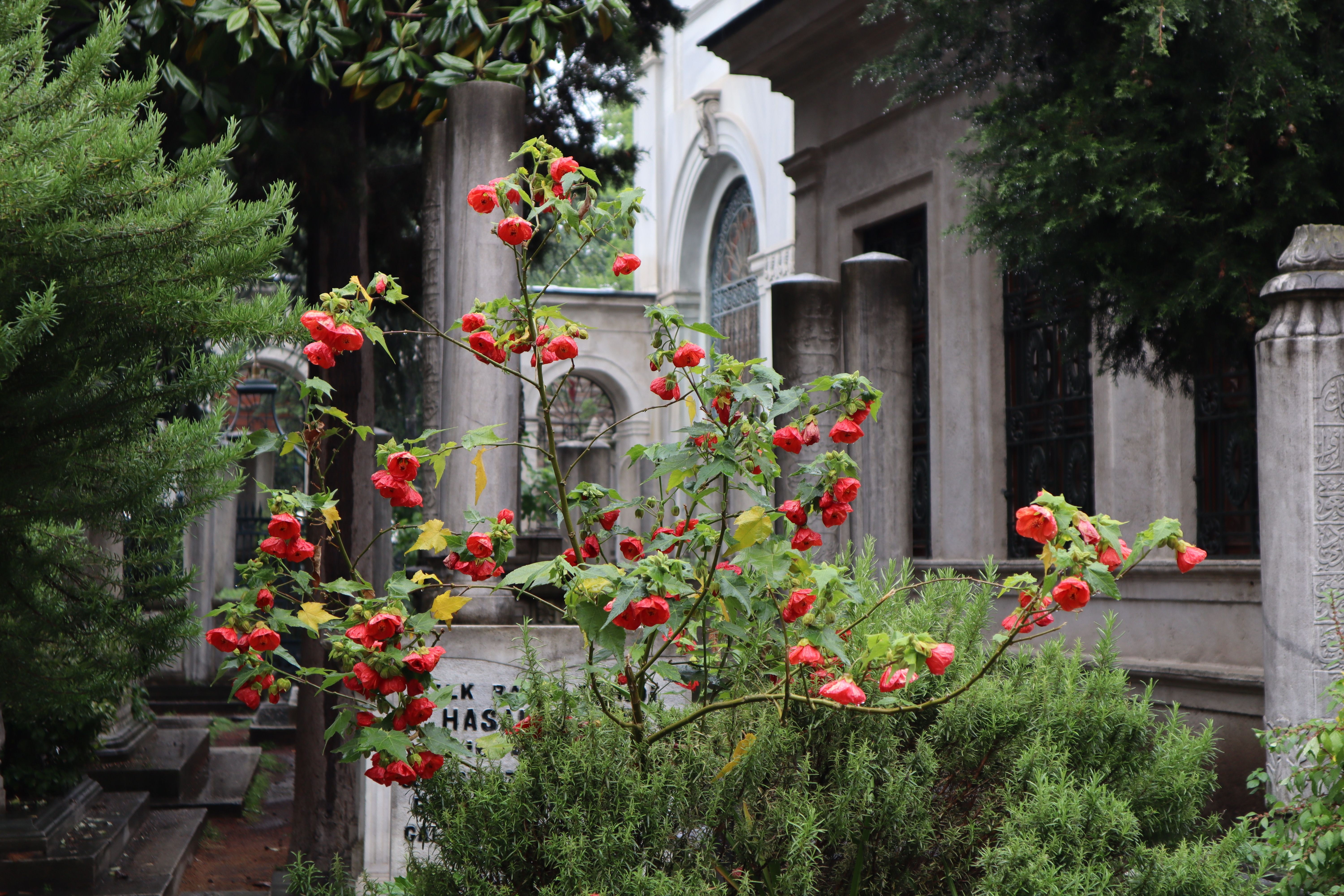 Red Flowers in a Historic Cemetery Garden · Free Stock Photo