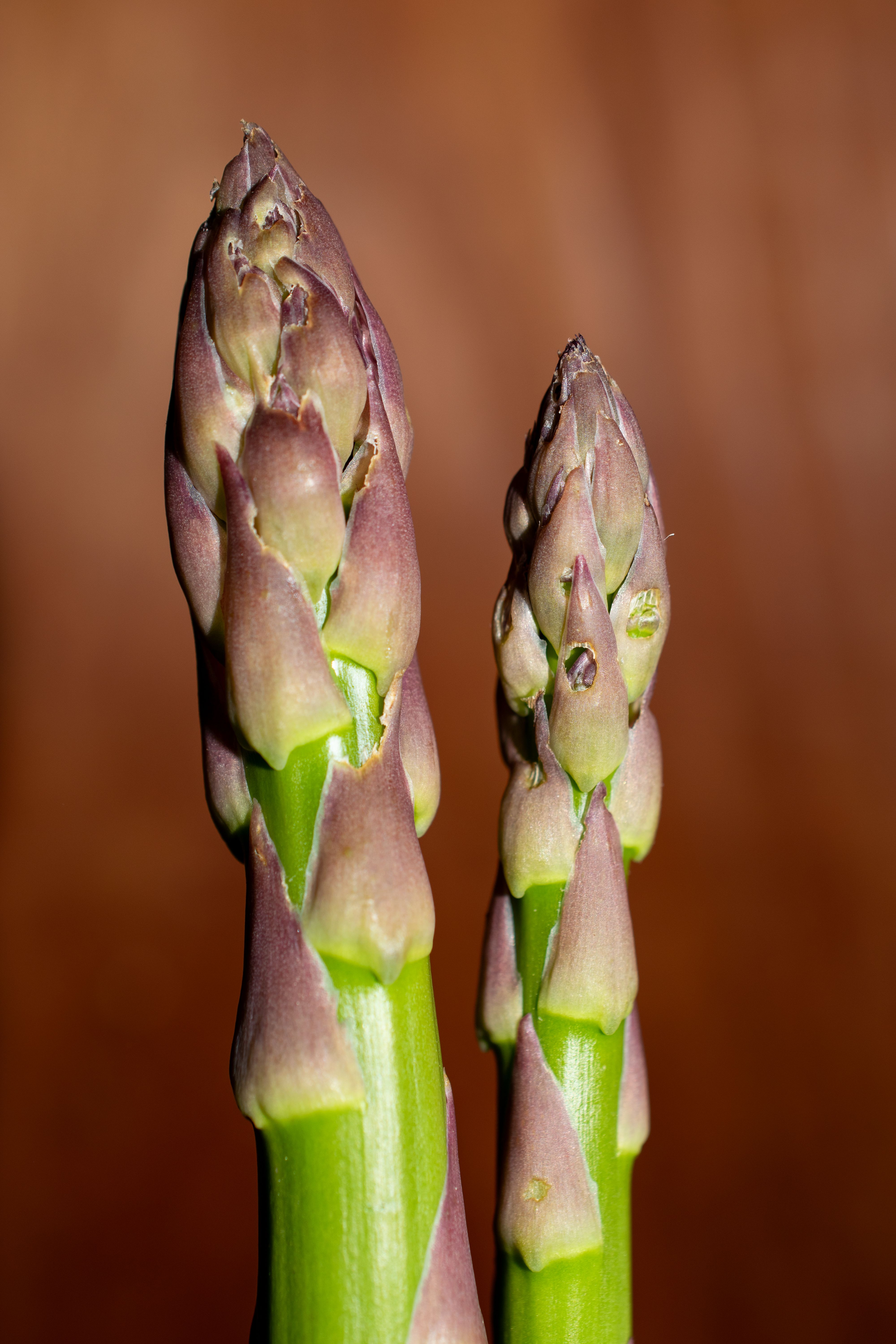 Close-up of fresh green and purple asparagus spears showcasing healthy eating and organic farming.