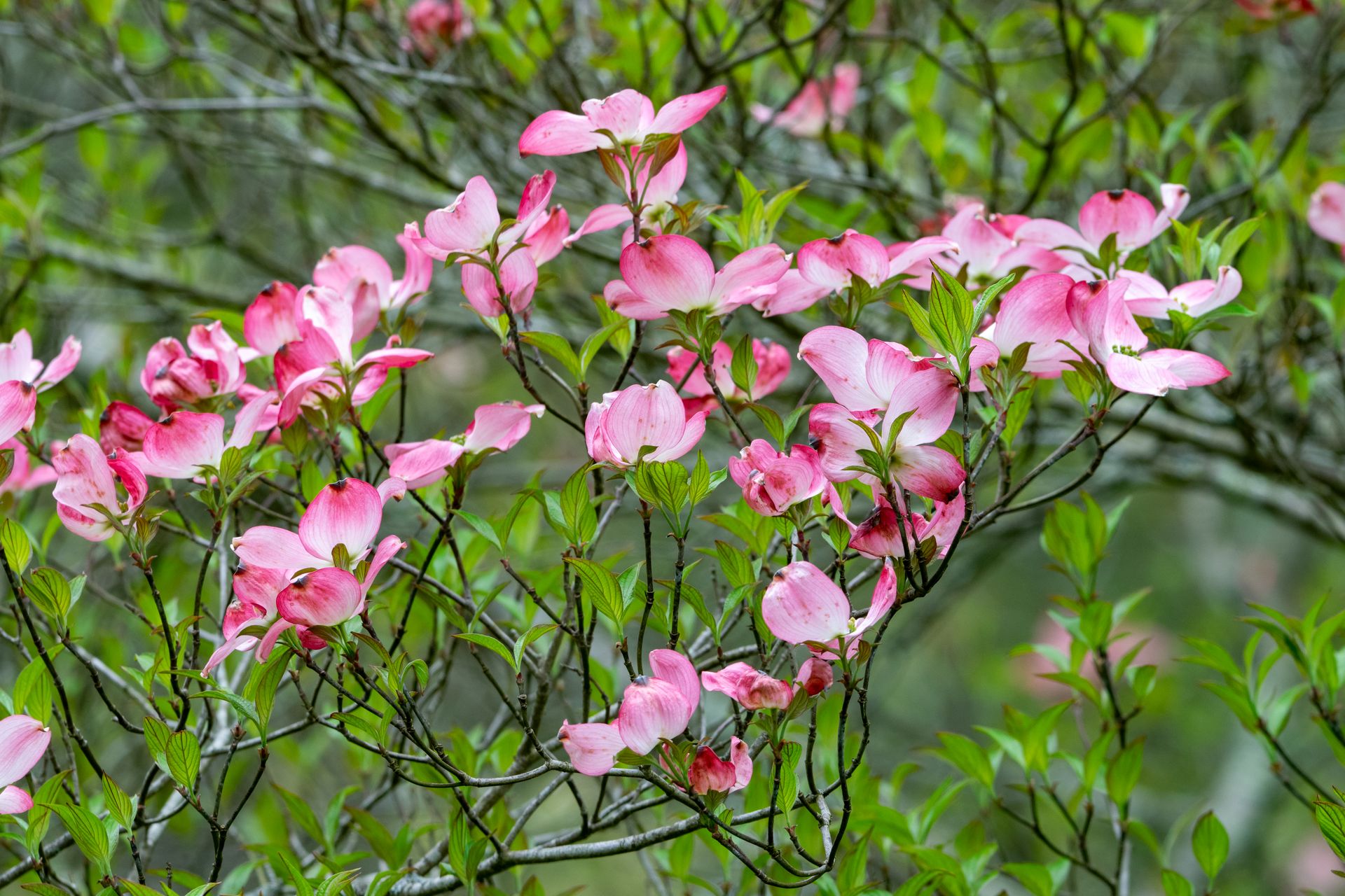 Beautiful pink dogwood flowers blossoming in spring in Rhode Island.