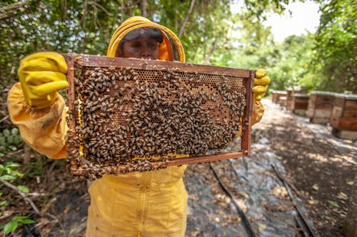 Ilmainen kuvapankkikuva tunnisteilla hunaja, hyönteiset, mehiläinen