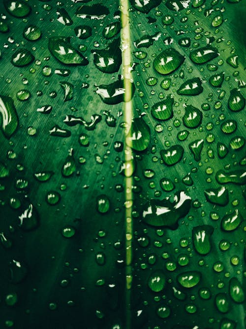 Macro Photo Of Water Droplets On Leaf