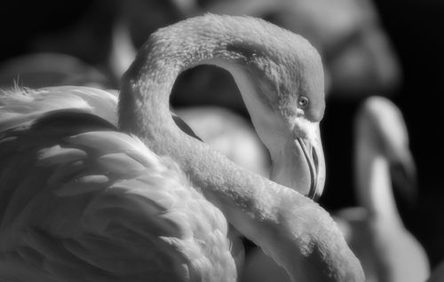 Free Black and white image of a flamingo showcasing elegance and natural beauty. Stock Photo