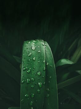 绿叶上露珠的详细视图，展现了自然的成长与纯净