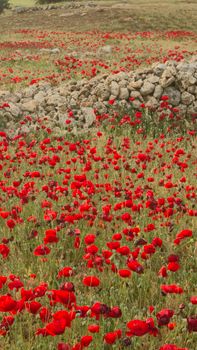 Expansive poppy field in Turkey's countryside with red blossoms and rustic stone wall.