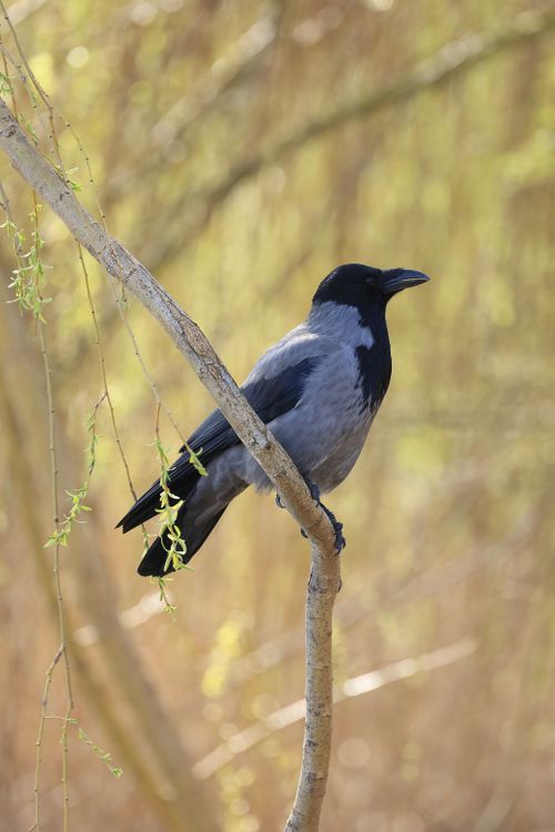 Free A hooded crow sits gracefully on a tree branch, surrounded by spring foliage and sunlight. Stock Photo