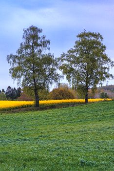 Serene landscape with trees and colorful blooming fields under a clear sky.