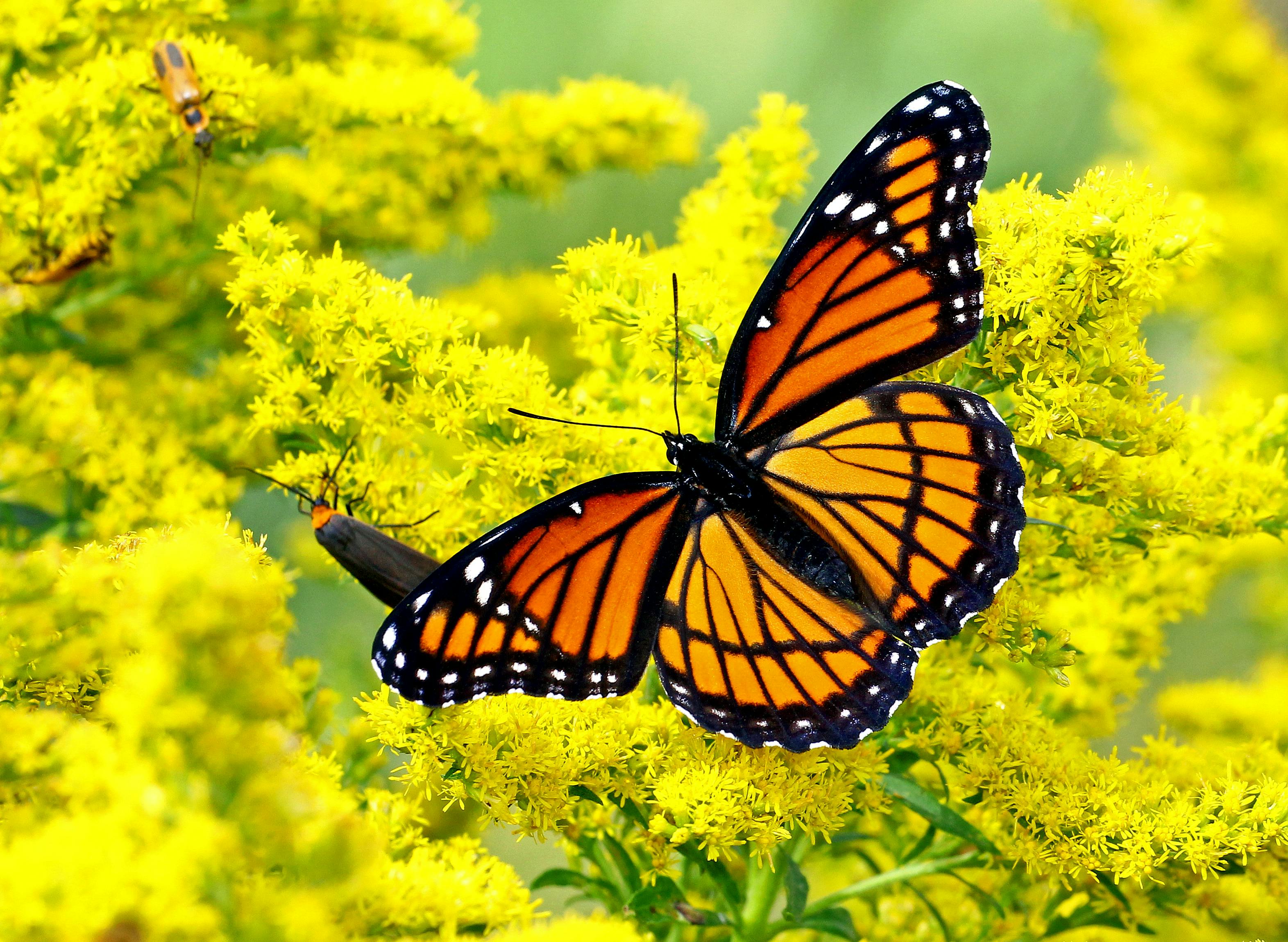 A vivid Viceroy butterfly resting on bright yellow flowers, showcasing nature