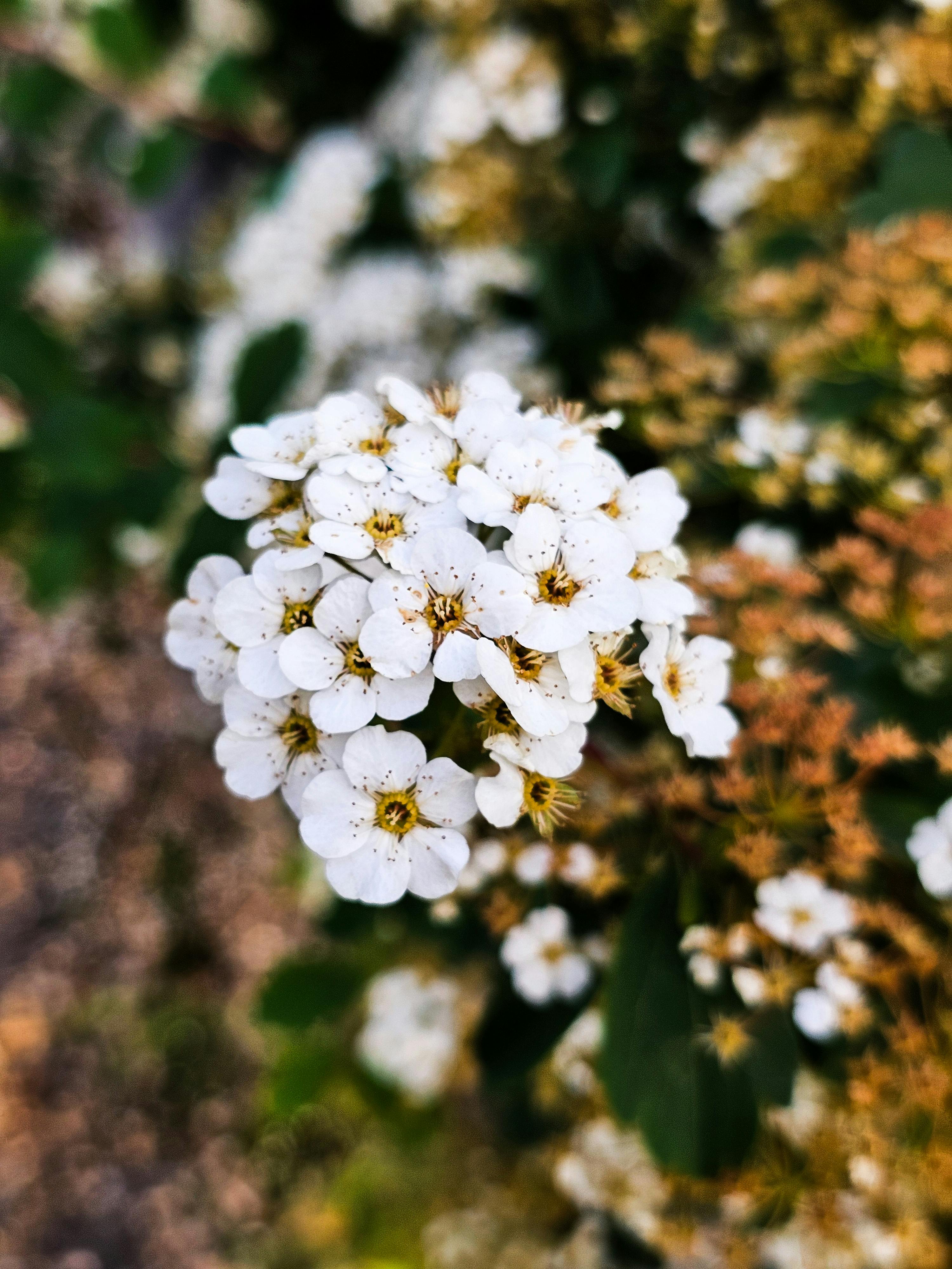 [ColoSach]-vibrant-close-up-of-white-spirea-flowers-showcasing-delicate-petals-and-natural-beauty.