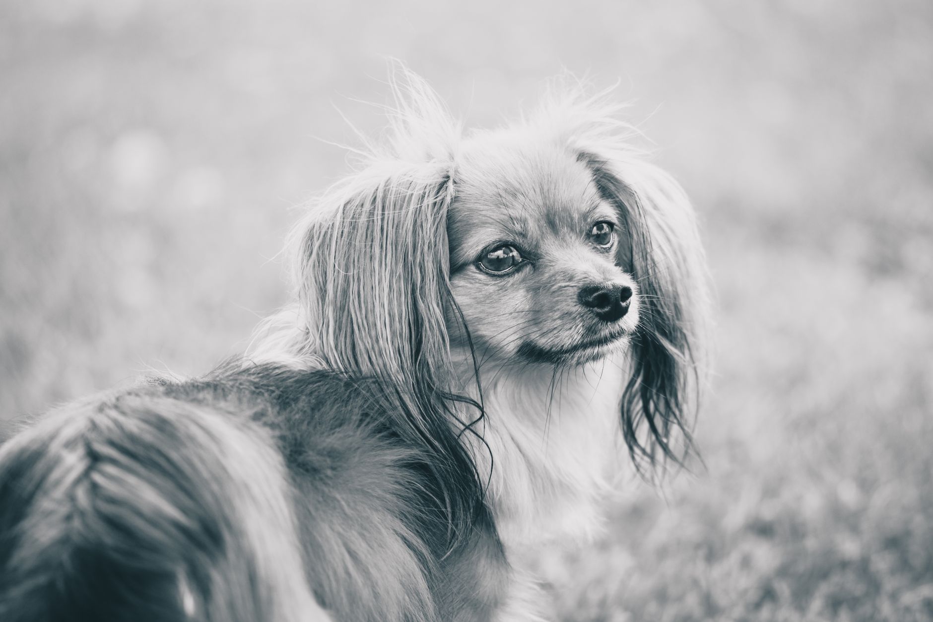 Veterinary care for a dog