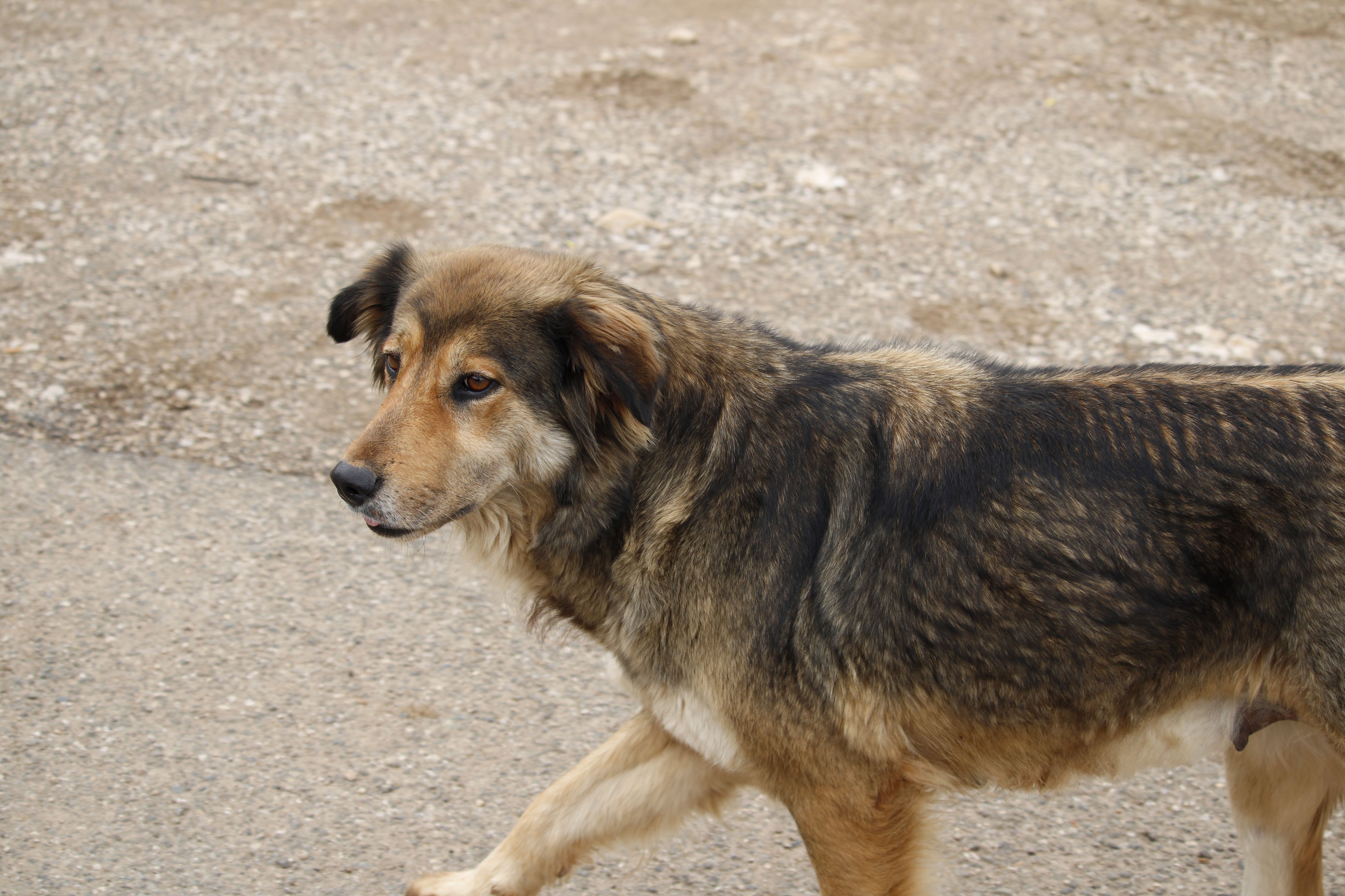 A stray dog walks on a paved road in Tirana, Albania, showcasing its natural coat.