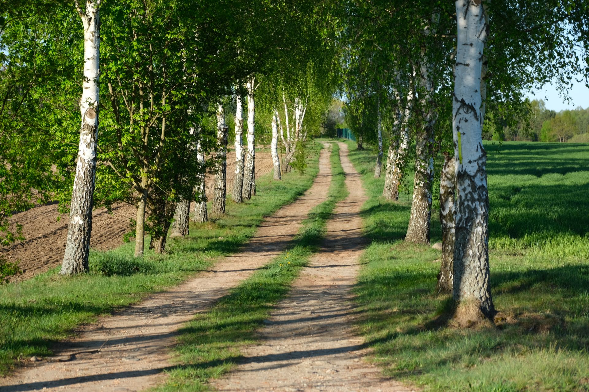 A serene dirt road flanked by birch trees and lush greenery on a sunny spring day.