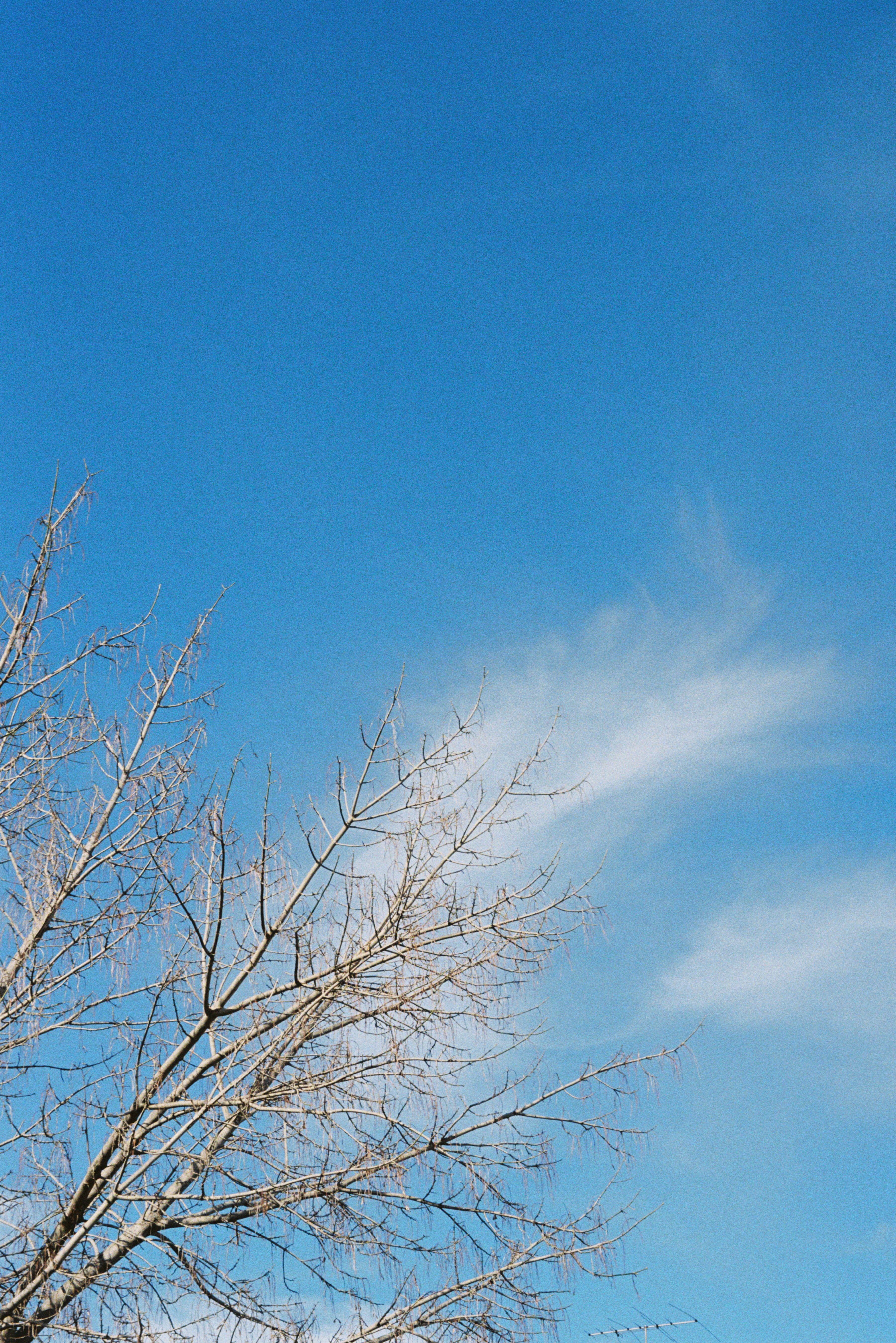 Blue Sky with Bare Tree Branches in Melbourne · Free Stock Photo