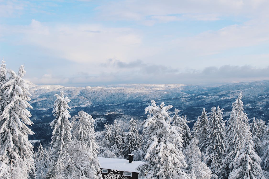 Schneebedeckte Bäume