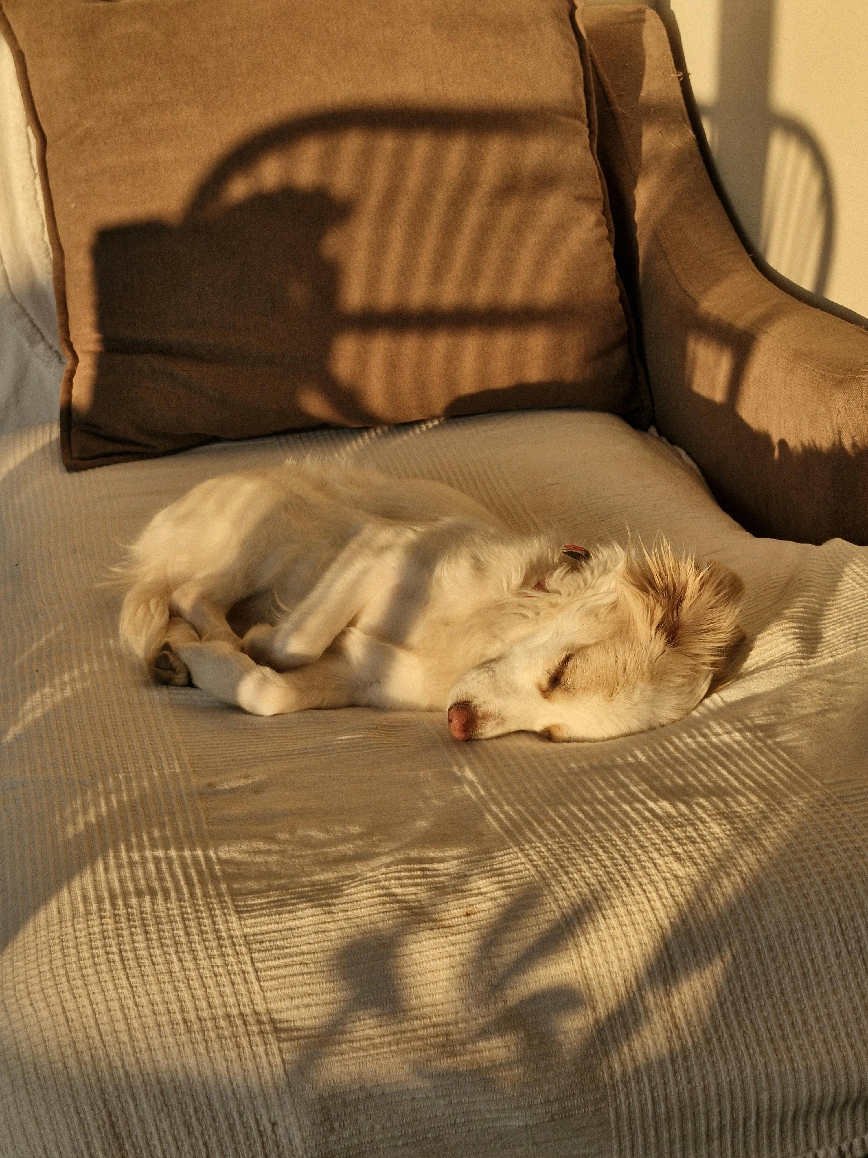 A fluffy white dog sleeping peacefully on a couch with warm sunlight streaming in.