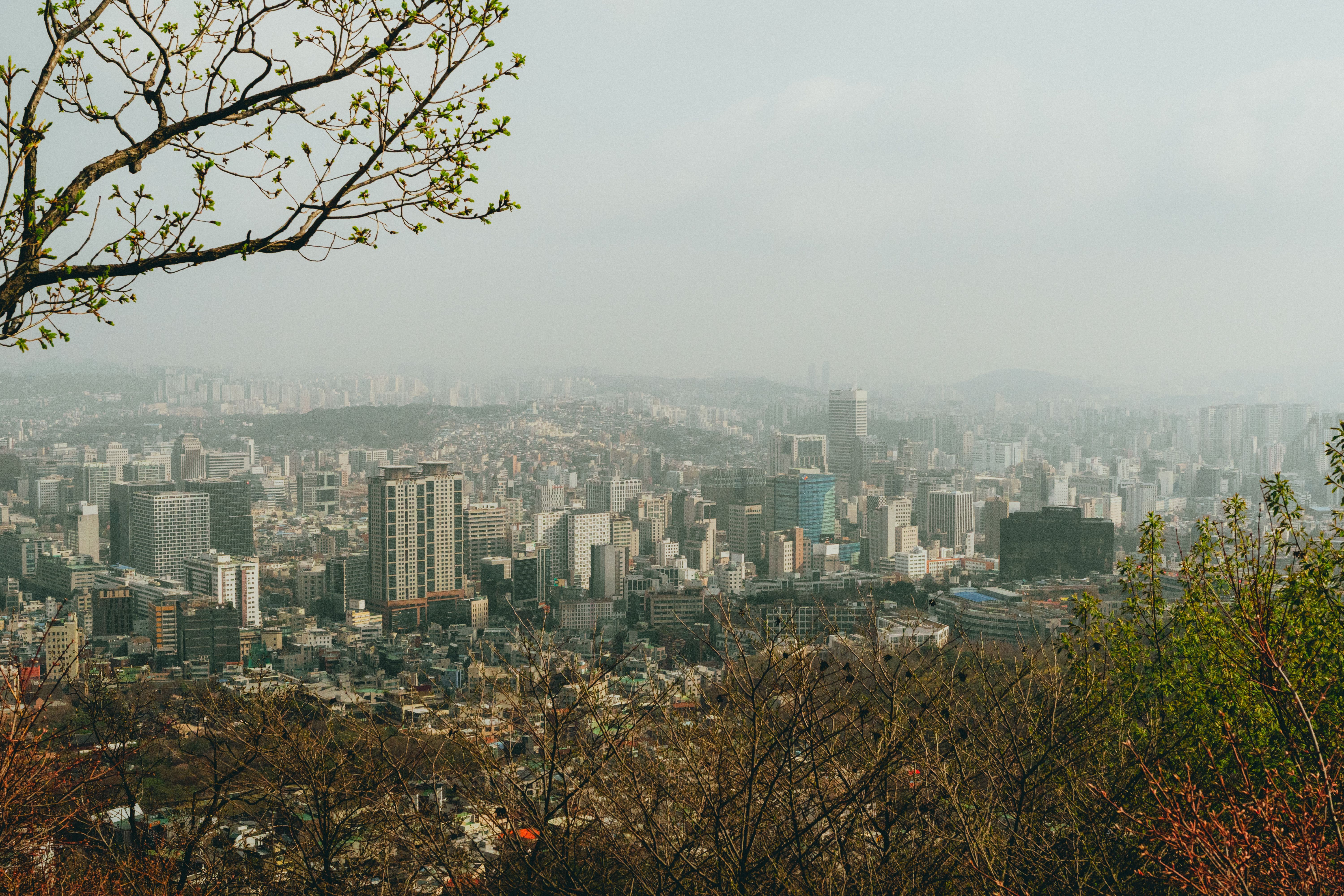 A stunning view of Seoul's sprawling cityscape with budding spring foliage in the foreground.
