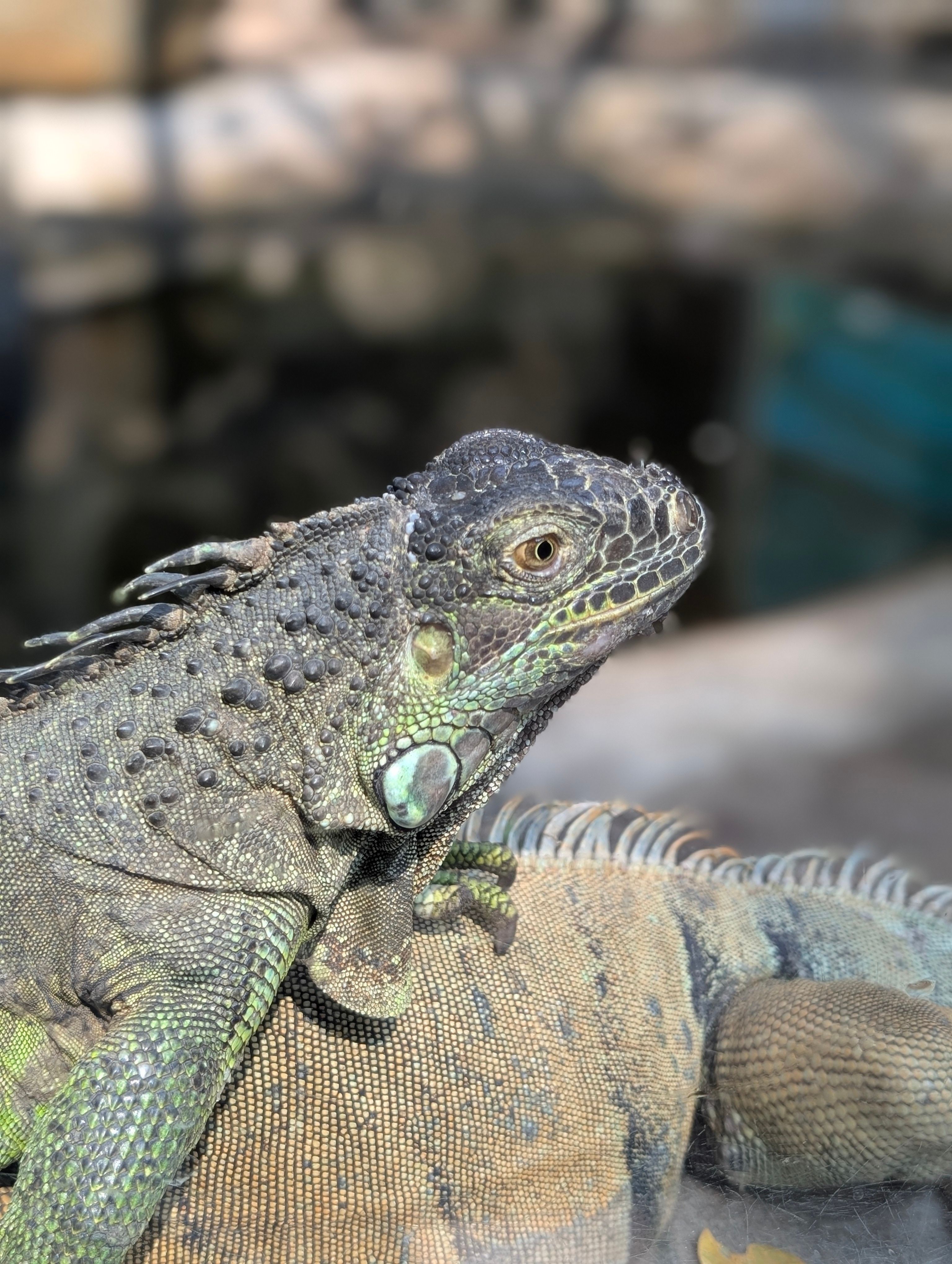 Detailed close-up of a green iguana basking in sunlight, showcasing unique patterns and textures.